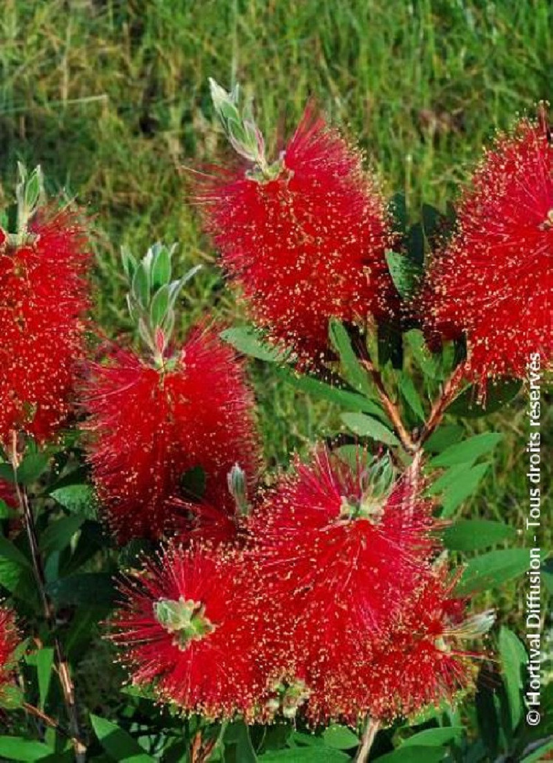 Callistemon Laevis Fiche Technique