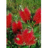 CALLISTEMON laevis (Rince bouteille)