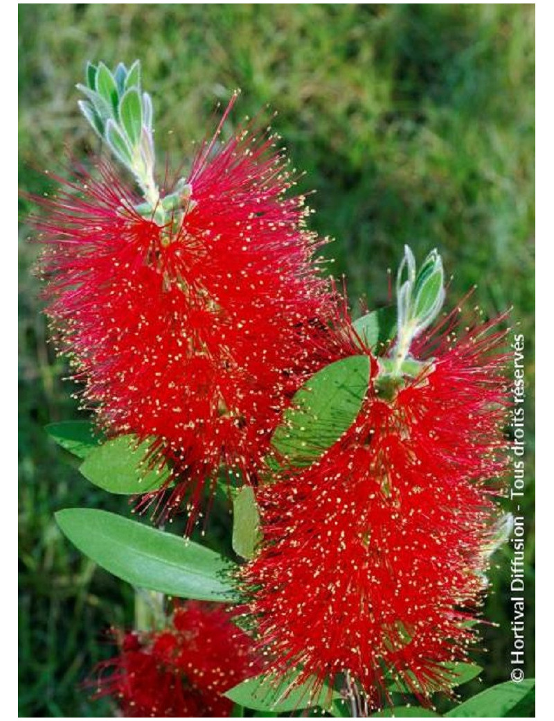 CALLISTEMON laevis (Rince bouteille)