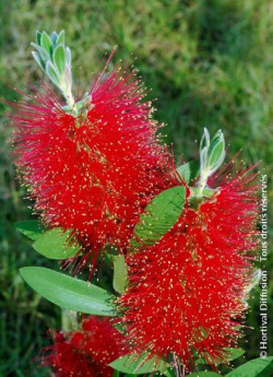 CALLISTEMON laevis