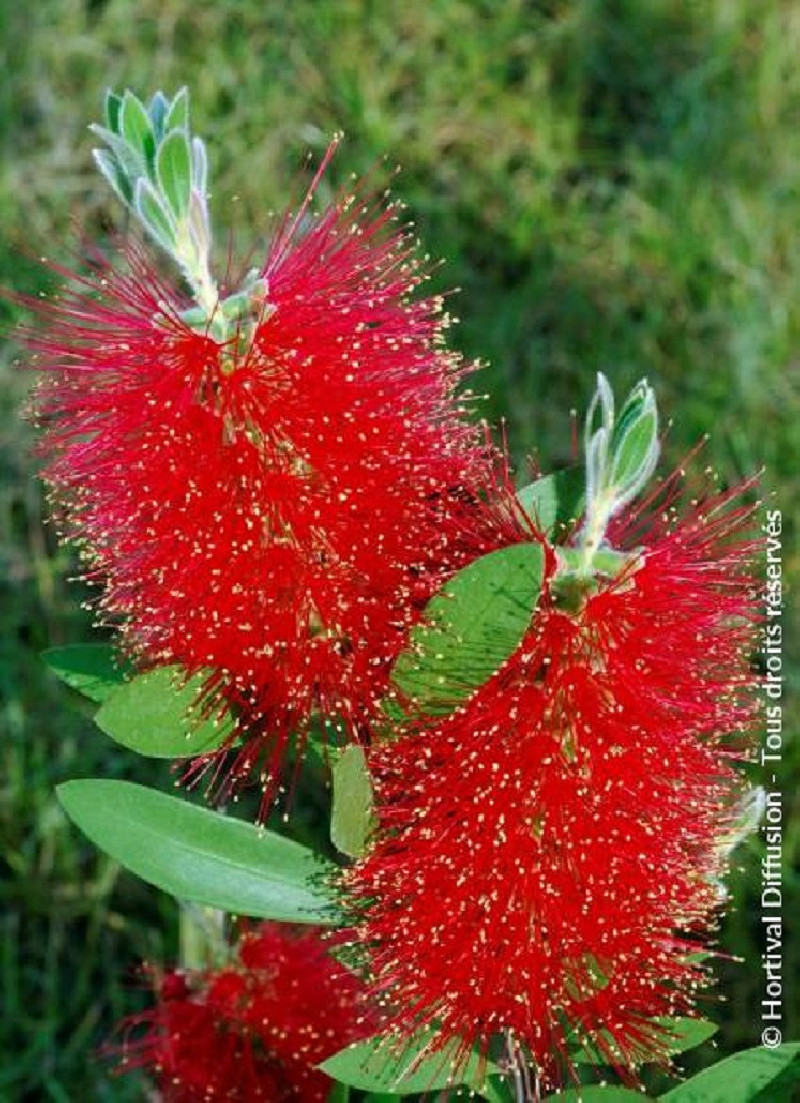 CALLISTEMON laevis