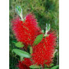 CALLISTEMON laevis (Rince bouteille)