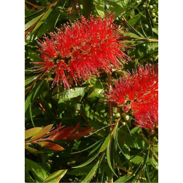 CALLISTEMON rigidus (Rince bouteille australien)