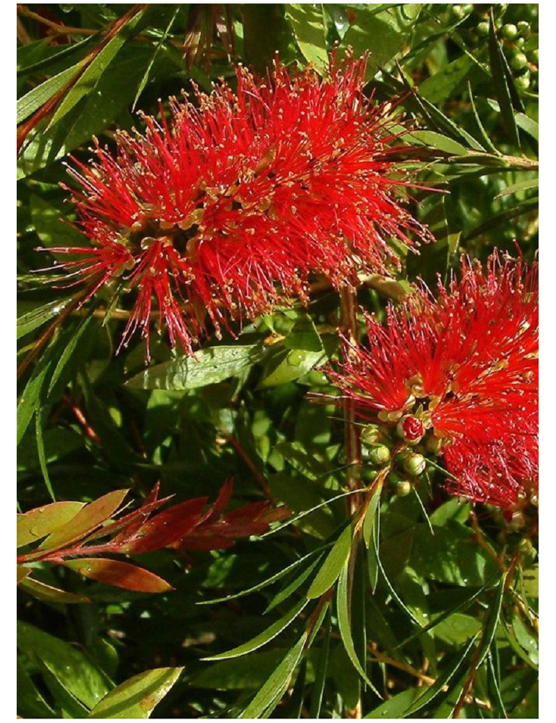 CALLISTEMON rigidus (Rince bouteille australien)