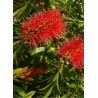 CALLISTEMON rigidus (Rince bouteille australien)