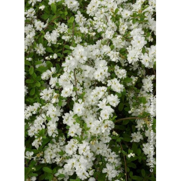 EXOCHORDA macrantha THE BRIDE (Arbuste aux perles)