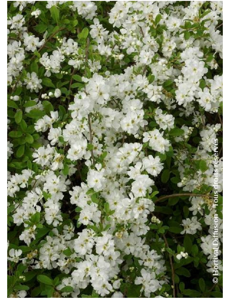 EXOCHORDA macrantha THE BRIDE (Arbuste aux perles)