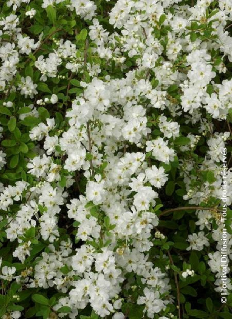 EXOCHORDA macrantha THE BRIDE