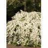 EXOCHORDA macrantha THE BRIDE (Arbuste aux perles)