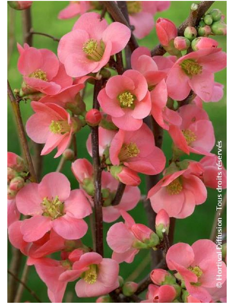 CHAENOMELES speciosa EXIMIA (Cognassier du Japon)