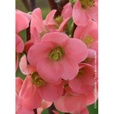 CHAENOMELES speciosa EXIMIA (Cognassier du Japon)