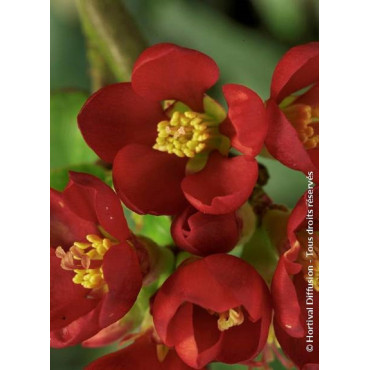 CHAENOMELES speciosa HOT FIRE® (Cognassier du japon)