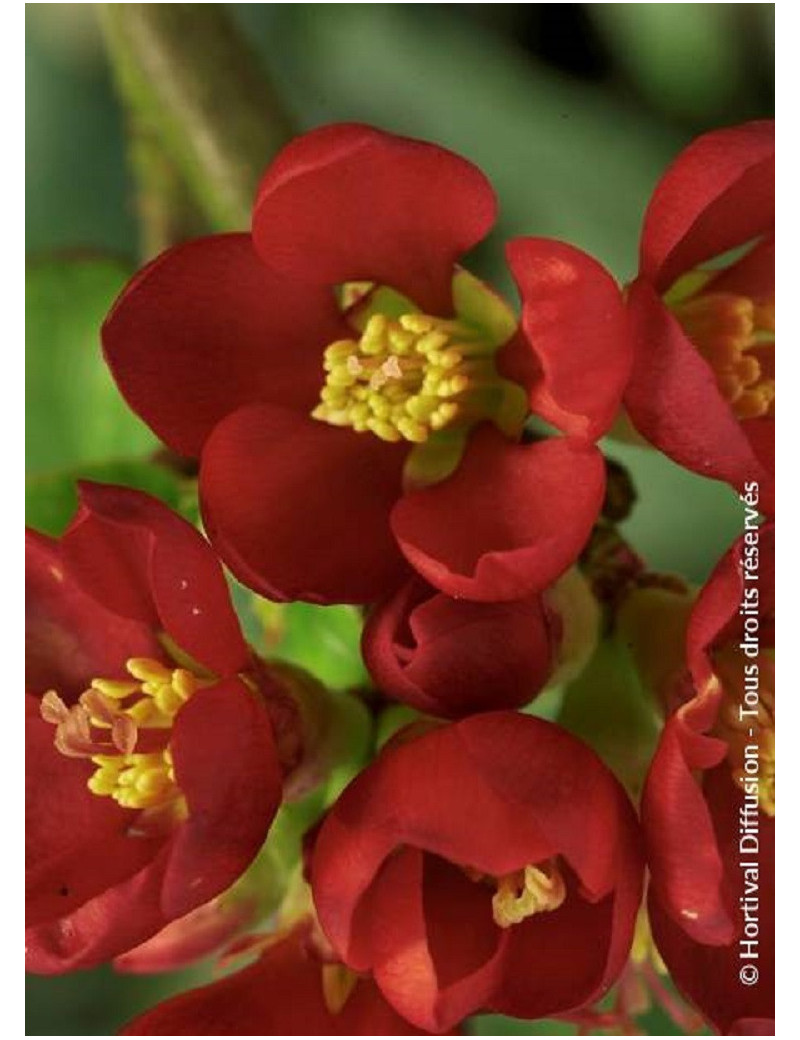 CHAENOMELES speciosa HOT FIRE® (Cognassier du japon)