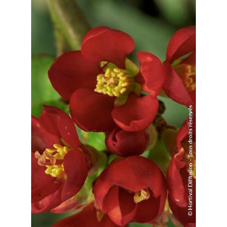 CHAENOMELES speciosa HOT FIRE® (Cognassier du japon)