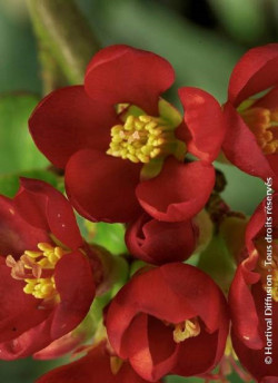 CHAENOMELES speciosa HOT FIRE