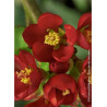 CHAENOMELES speciosa HOT FIRE® (Cognassier du japon)