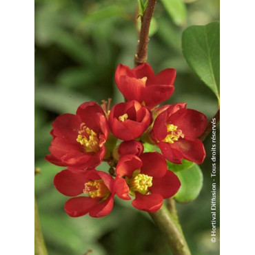 CHAENOMELES speciosa HOT FIRE® (Cognassier du japon)