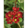 CHAENOMELES speciosa HOT FIRE® (Cognassier du japon)