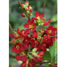 CHAENOMELES speciosa HOT FIRE® (Cognassier du japon)