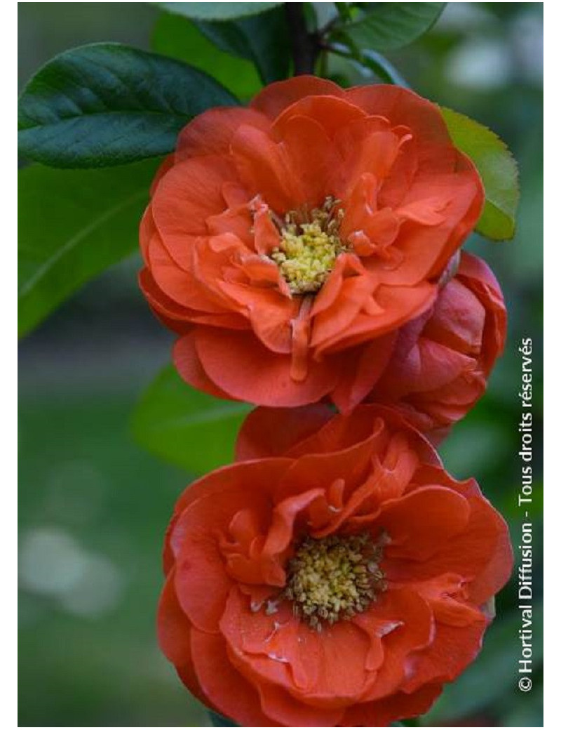 CHAENOMELES speciosa MANGO STORM® (Cognassier du Japon)