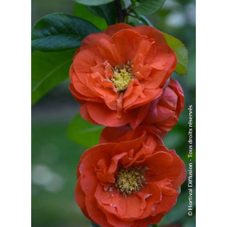 CHAENOMELES speciosa MANGO STORM® (Cognassier du Japon)