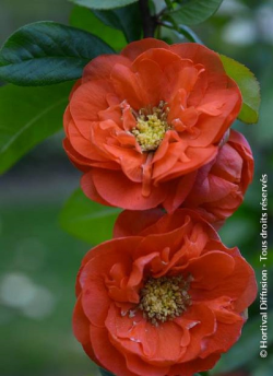 CHAENOMELES speciosa MANGO STORM
