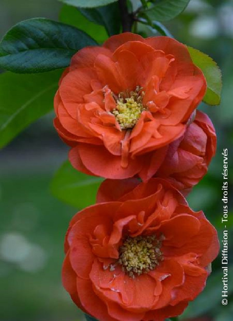 CHAENOMELES speciosa MANGO STORM