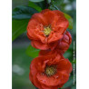 CHAENOMELES speciosa MANGO STORM® (Cognassier du Japon)