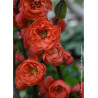 CHAENOMELES speciosa MANGO STORM® (Cognassier du Japon)