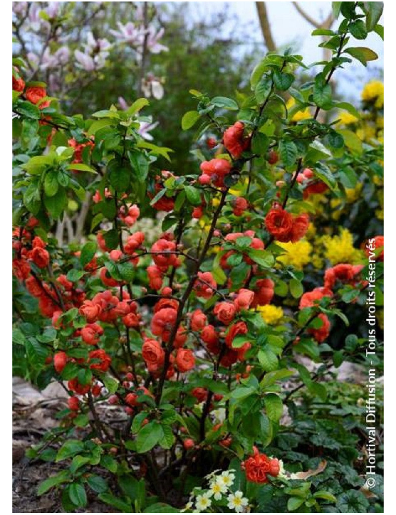 CHAENOMELES speciosa MANGO STORM® (Cognassier du Japon)