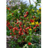 CHAENOMELES speciosa MANGO STORM® (Cognassier du Japon)