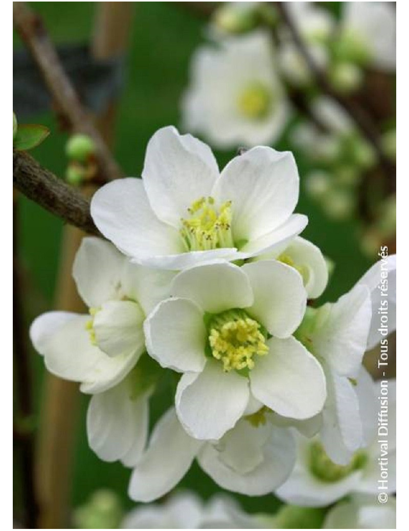 CHAENOMELES speciosa NIVALIS (Cognassier du Japon)