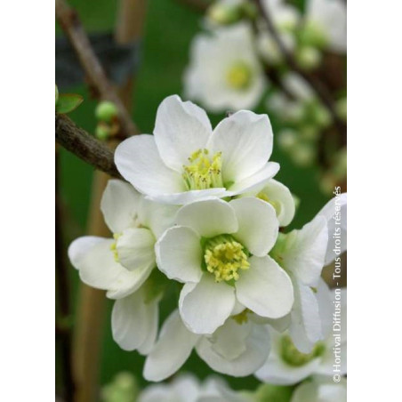 CHAENOMELES speciosa NIVALIS (Cognassier du Japon)