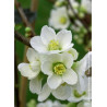 CHAENOMELES speciosa NIVALIS (Cognassier du Japon)