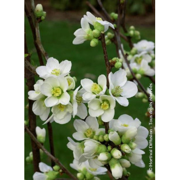 CHAENOMELES speciosa NIVALIS (Cognassier du Japon)