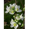 CHAENOMELES speciosa NIVALIS (Cognassier du Japon)