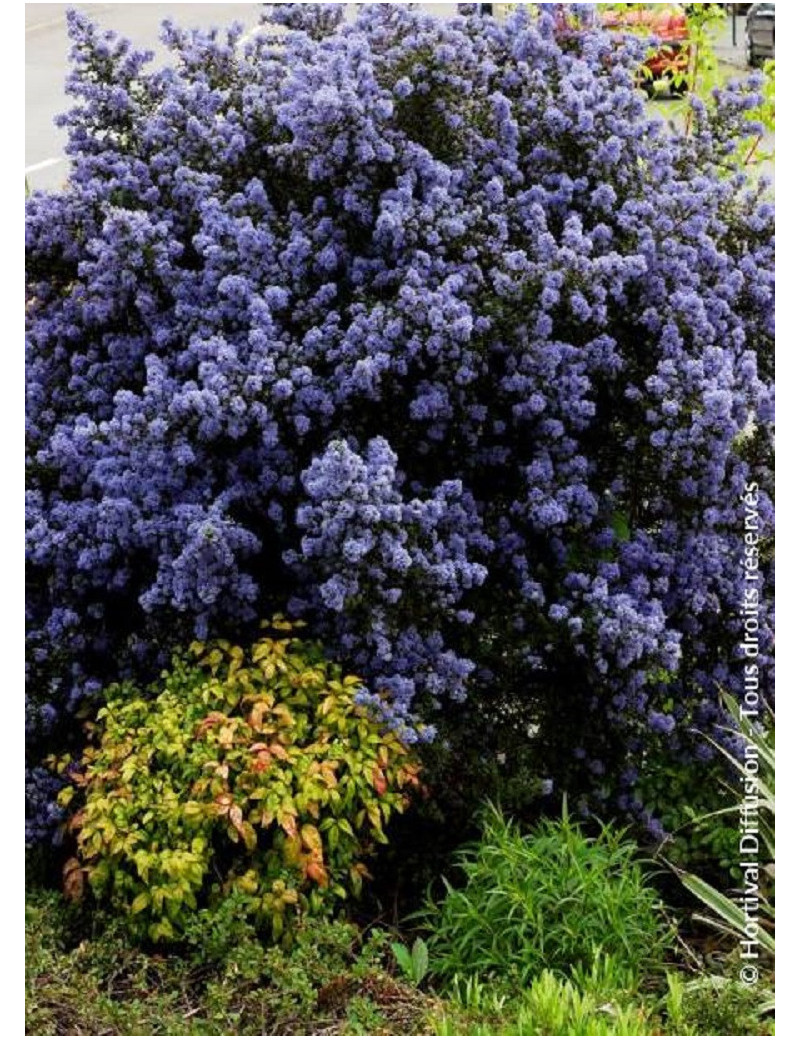 CEANOTHUS impressus PUGET BLUE (Céanothe)