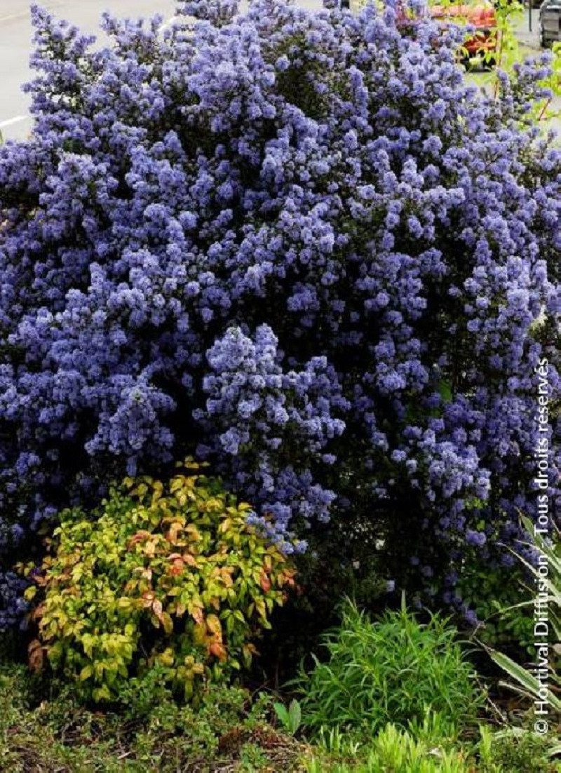 CEANOTHUS impressus PUGET BLUE