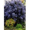 CEANOTHUS impressus PUGET BLUE (Céanothe)