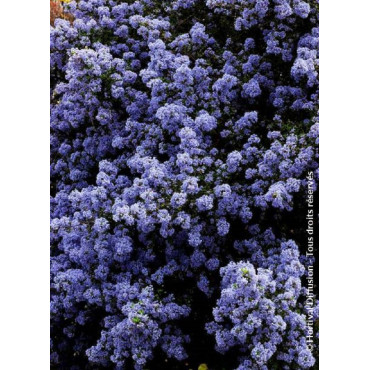 CEANOTHUS impressus PUGET BLUE (Céanothe)