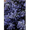 CEANOTHUS impressus PUGET BLUE (Céanothe)