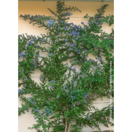 CEANOTHUS impressus PUGET BLUE (Céanothe)