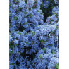 CEANOTHUS impressus PUGET BLUE (Céanothe)