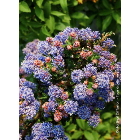 CEANOTHUS impressus PUGET BLUE (Céanothe)