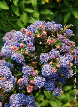 CEANOTHUS impressus PUGET BLUE