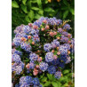 CEANOTHUS impressus PUGET BLUE (Céanothe)