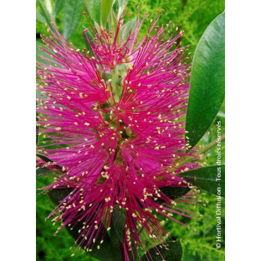 CALLISTEMON viminalis HOT PINK cov (Rince bouteille des vanniers)