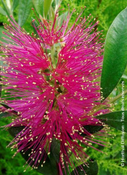 CALLISTEMON viminalis HOT PINK