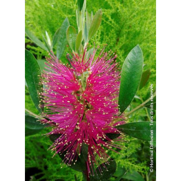 CALLISTEMON viminalis HOT PINK cov (Rince bouteille des vanniers)