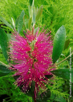 CALLISTEMON viminalis HOT PINK